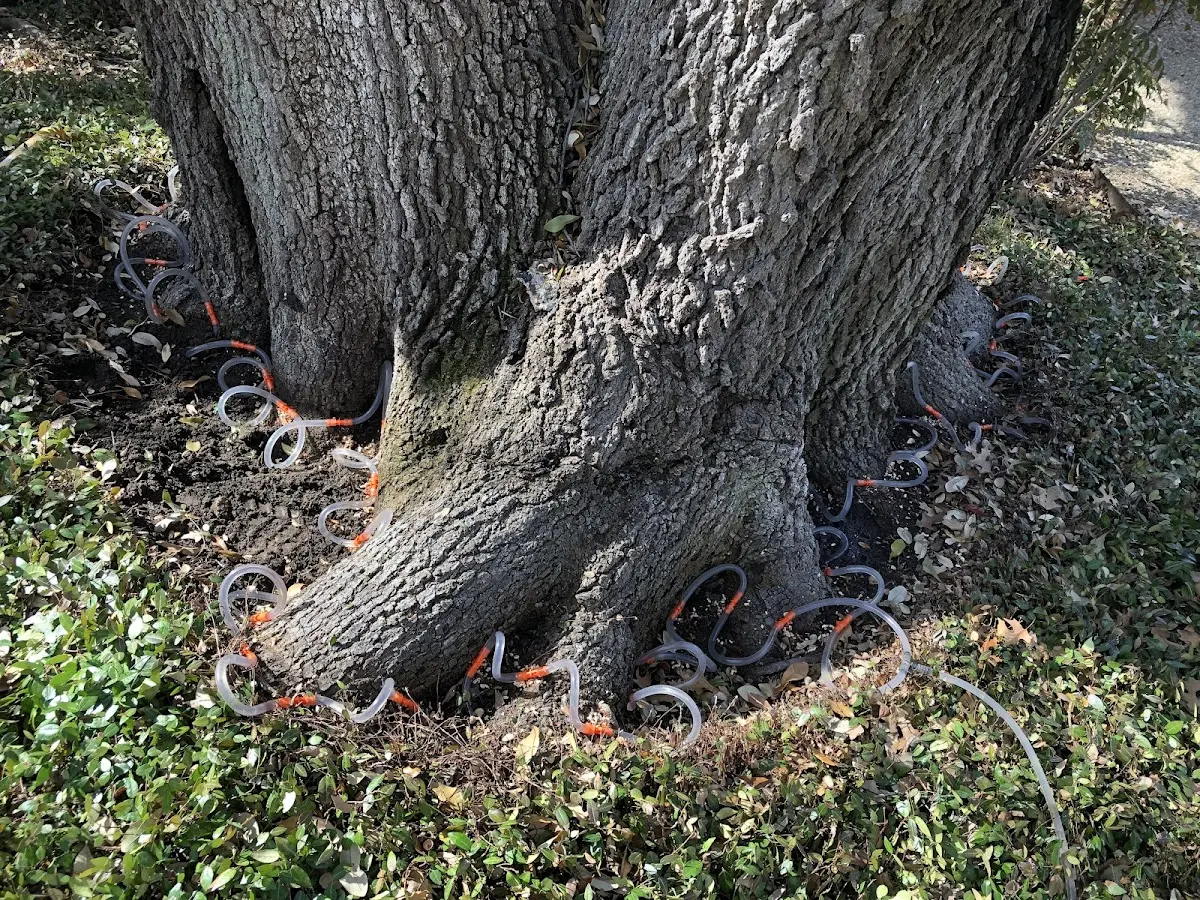 Detailed Tree Cabling and Bracing job site in Lukeville