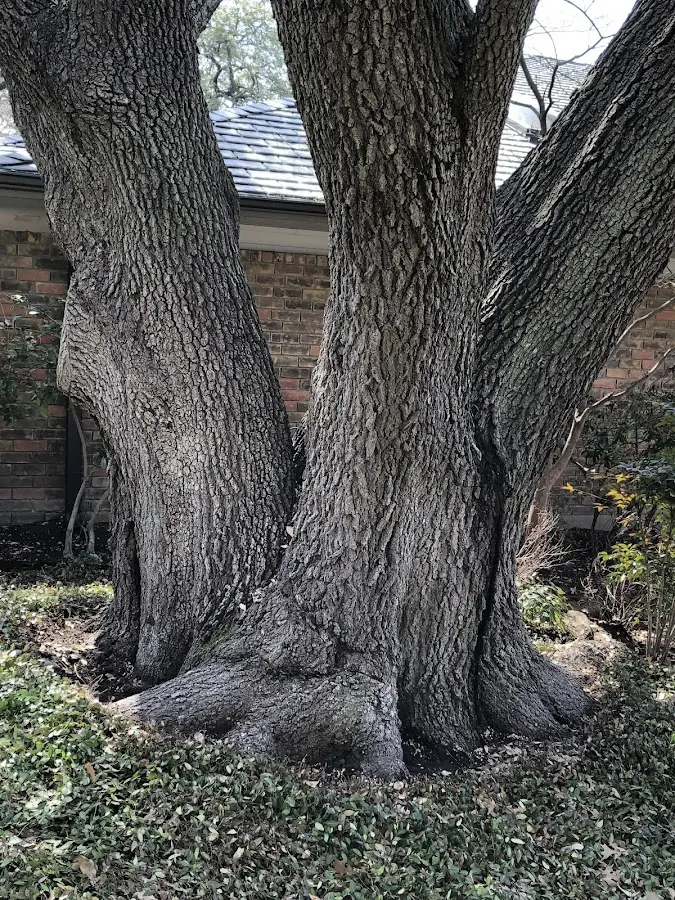 Mature heritage tree close to a Lukeville property cared for by certified arborists